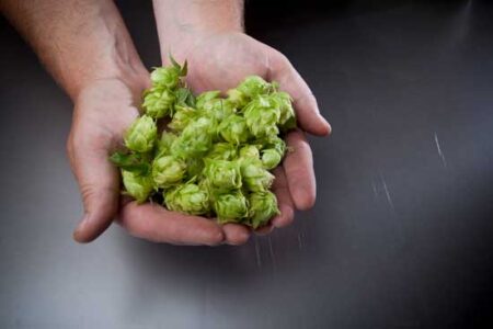 Quick Guide on Hop Aroma and Flavor Image